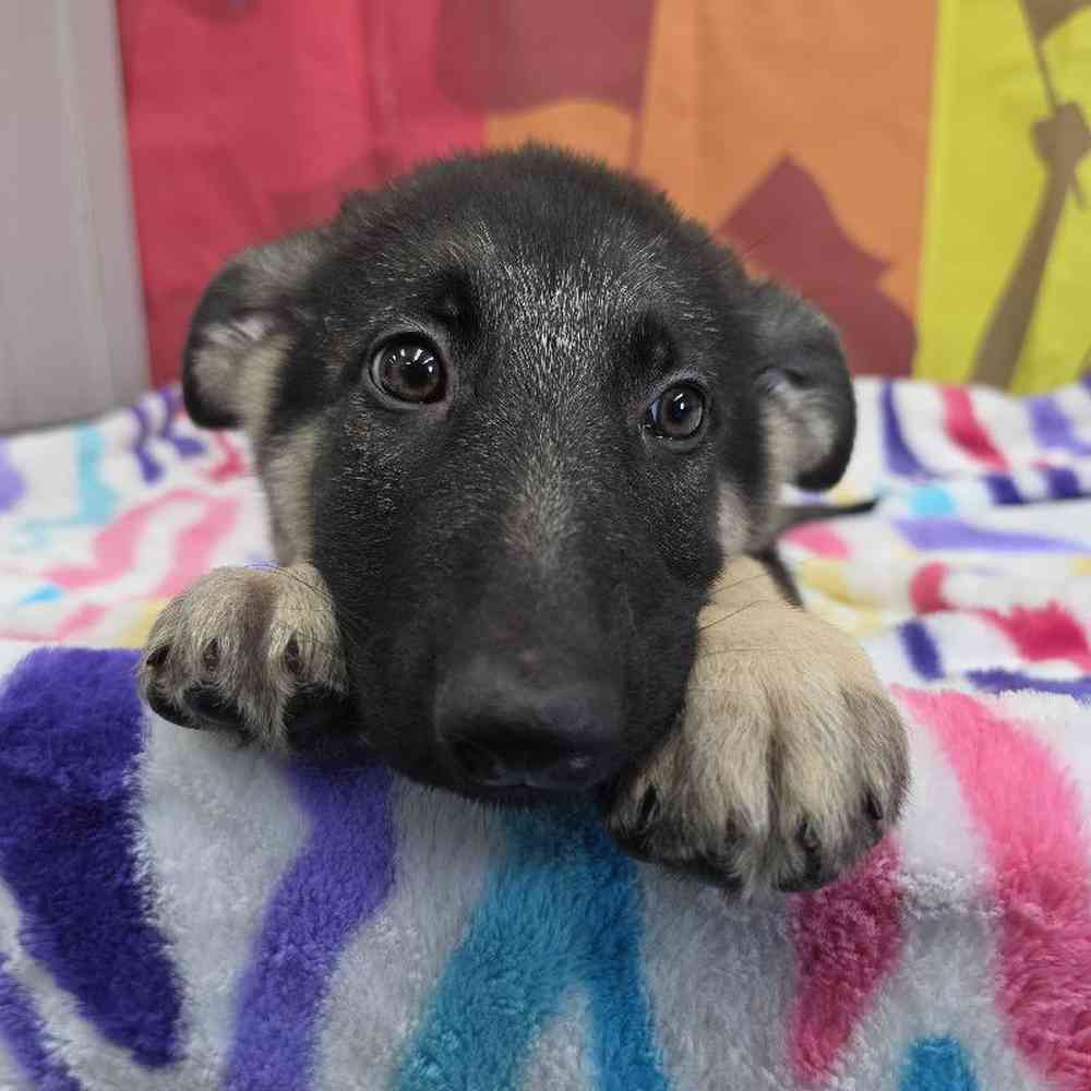 Male German Shepherd Puppy for Sale in Virginia Beach, VA