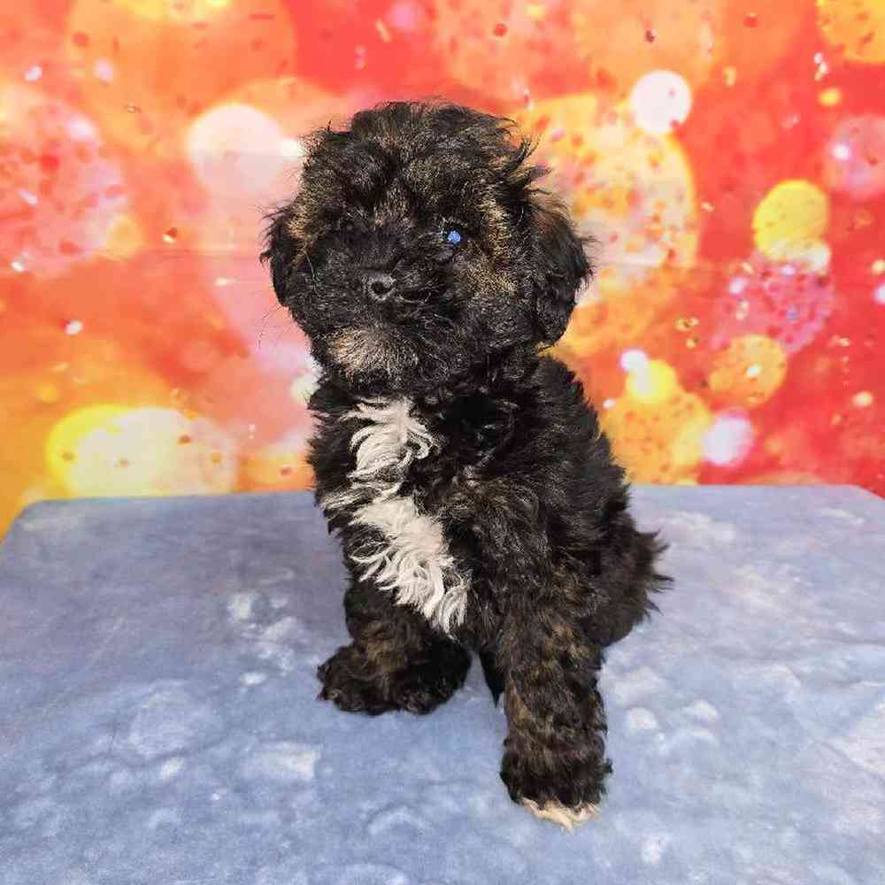 Female Schnoodle Puppy for Sale in Virginia Beach, VA