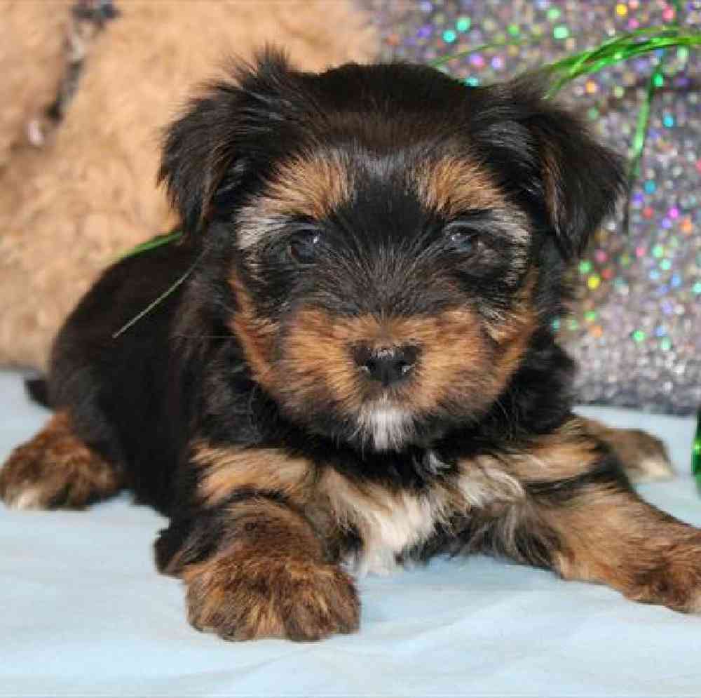 Female Morkie Puppy for Sale in Virginia Beach, VA