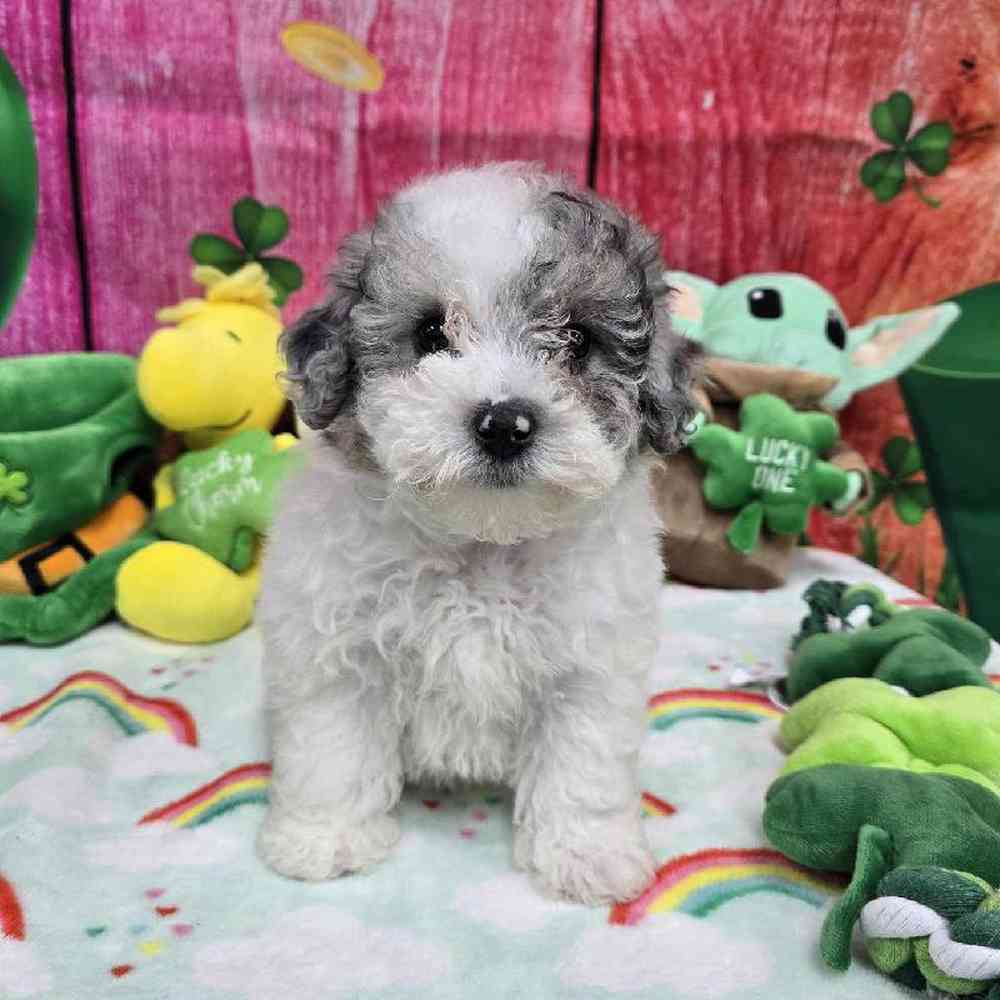 Female Maltipoo Puppy for Sale in Virginia Beach, VA