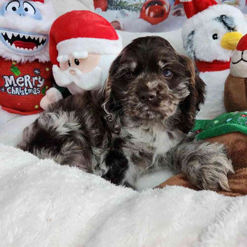Male Cocker Spaniel Puppy for Sale in Virginia Beach, VA