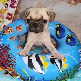 Pug