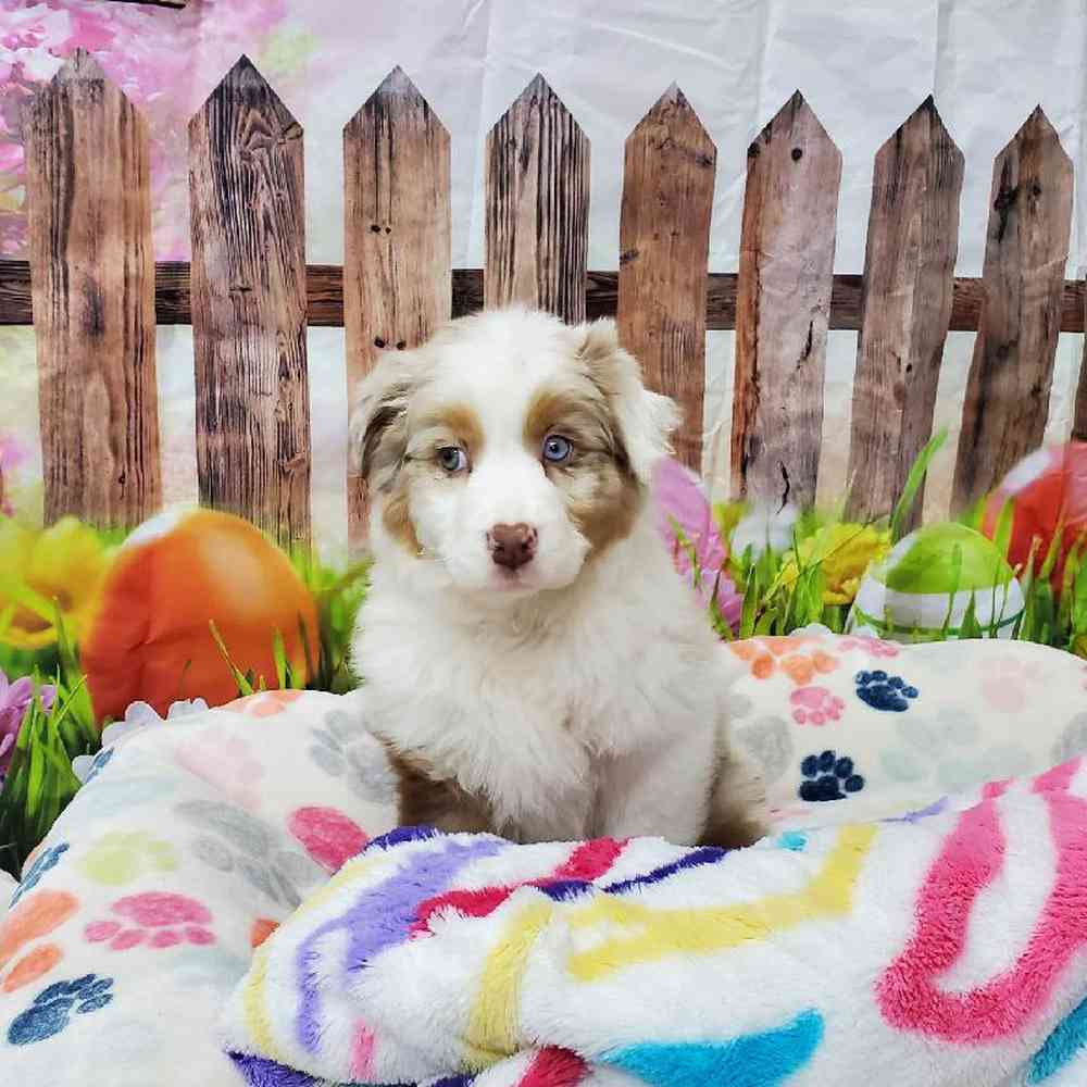 Male Australian Shepherd Puppy for Sale in Virginia Beach, VA