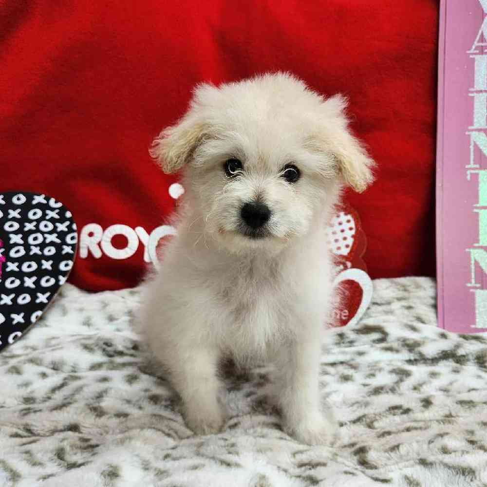 Male Pompoo Puppy for Sale in Virginia Beach, VA