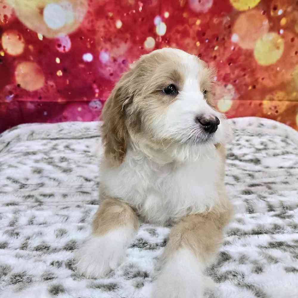 Male Mini Woodle Puppy for Sale in Virginia Beach, VA