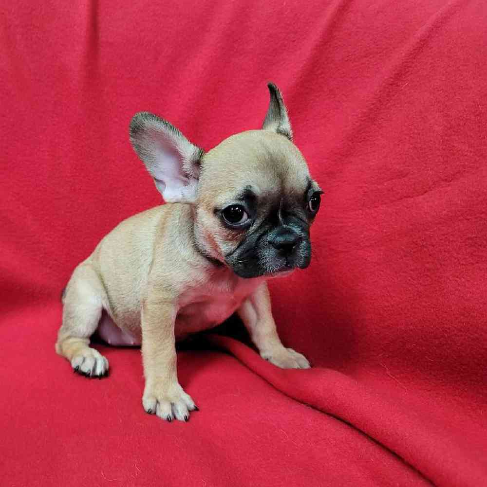 Female French Bulldog Puppy for Sale in Virginia Beach, VA