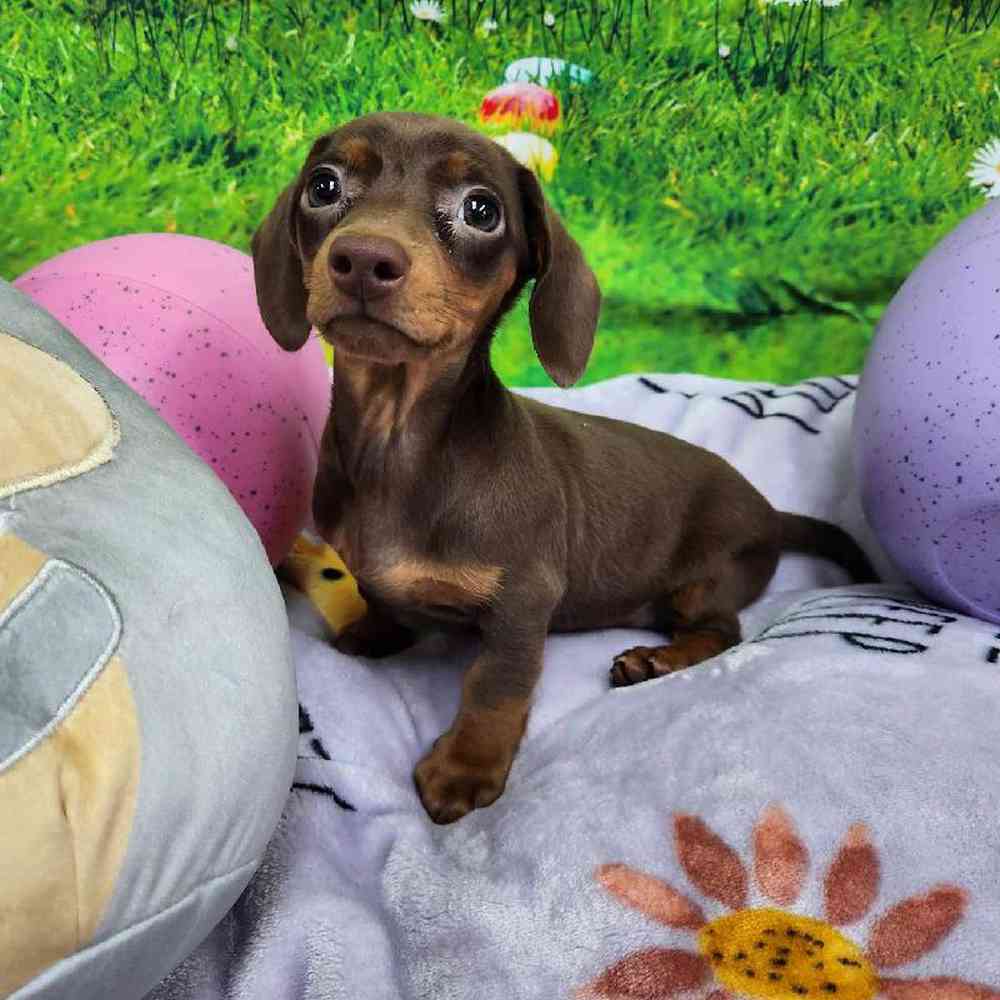 Male Dachshund Puppy for Sale in Virginia Beach, VA