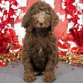 Standard Poodle