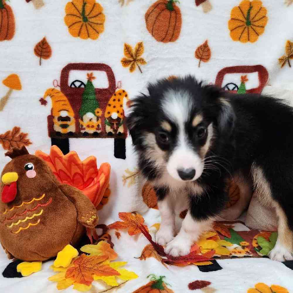 Female Mini Aussie Puppy for sale