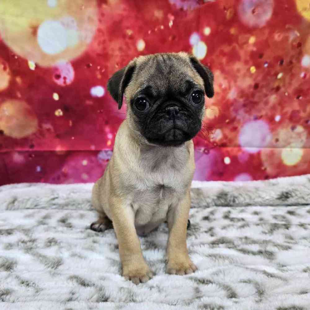 Female Pug Puppy for Sale in Virginia Beach, VA