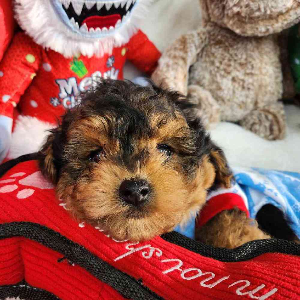 Male Yorkie-Poo Puppy for Sale in Virginia Beach, VA