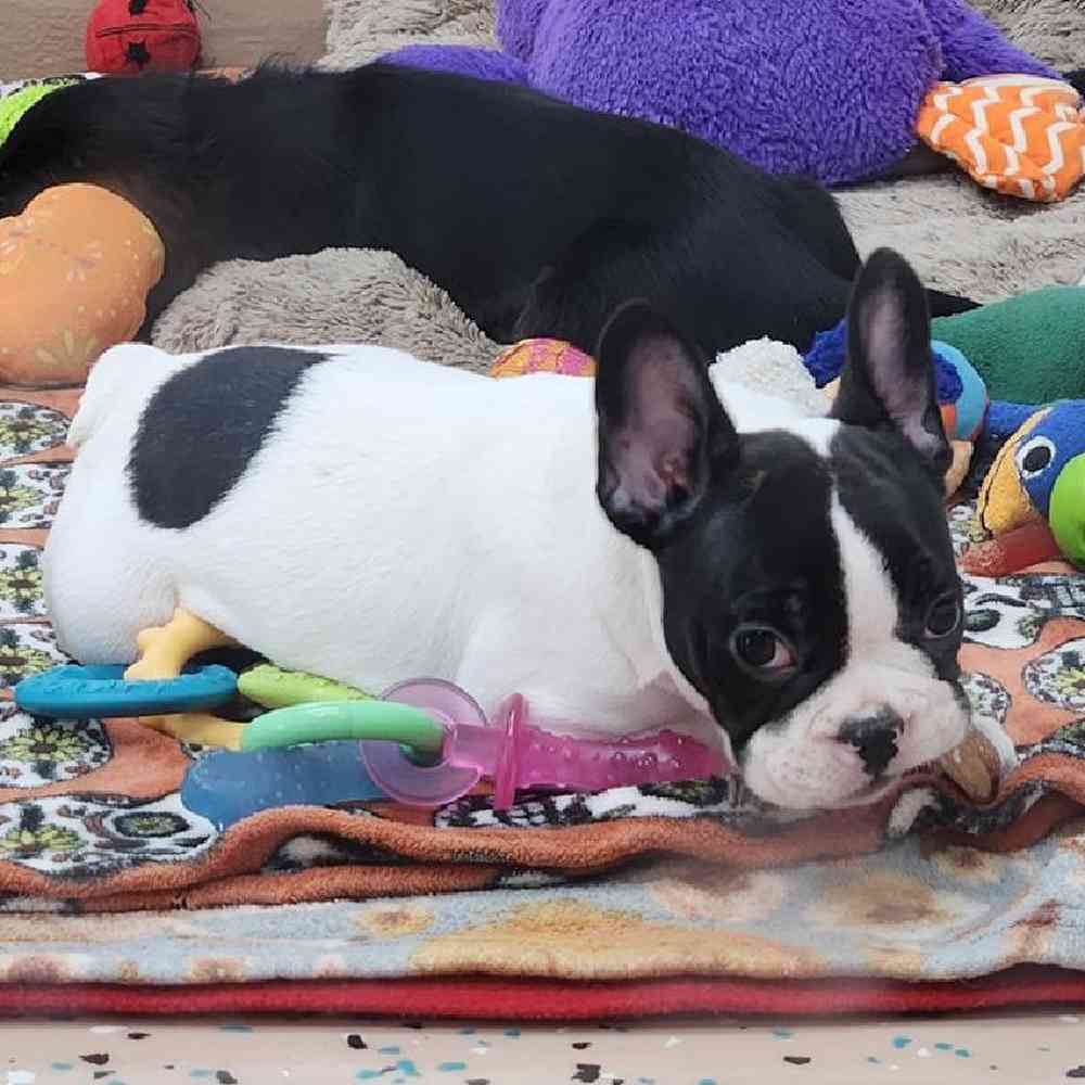Male French Bulldog Puppy for Sale in Virginia Beach, VA