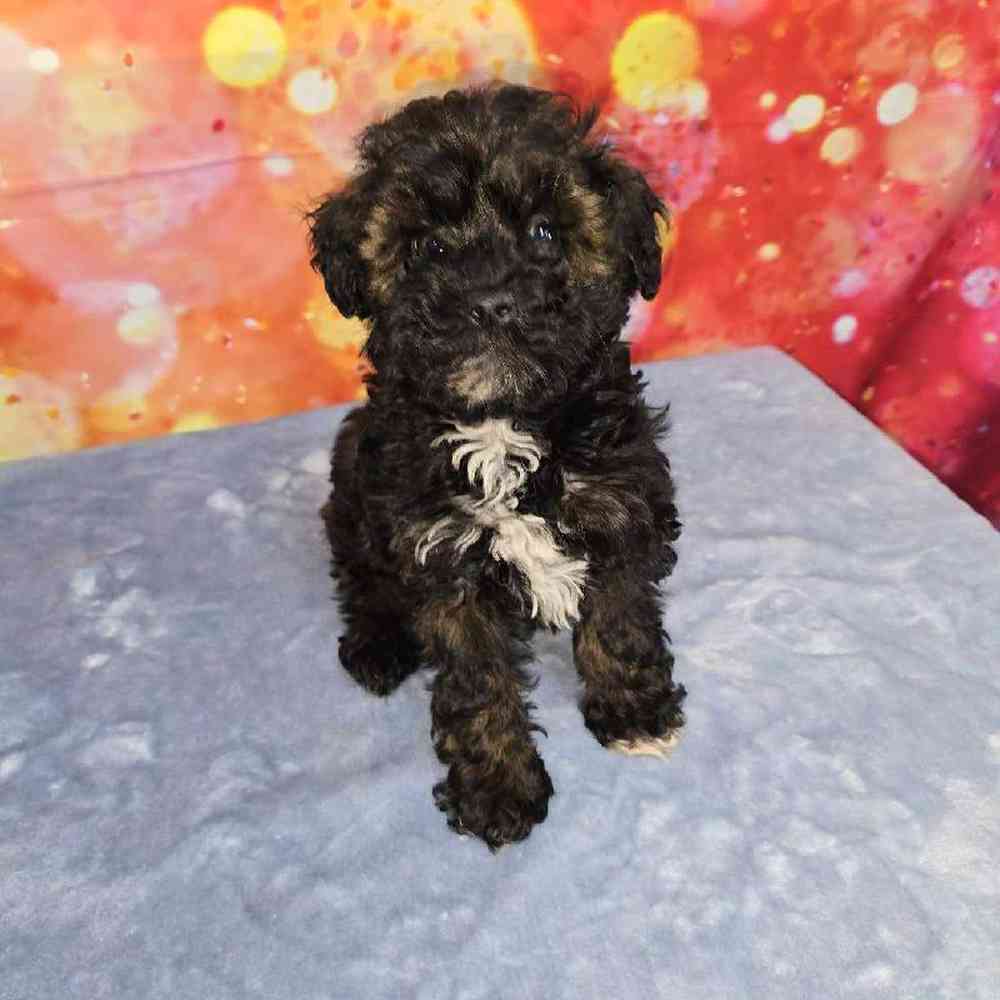 Female Schnoodle Puppy for Sale in Virginia Beach, VA
