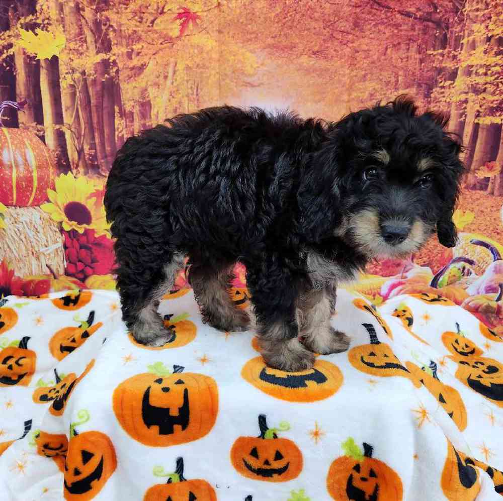Female Mini Bernadoodle Puppy for Sale in Virginia Beach, VA