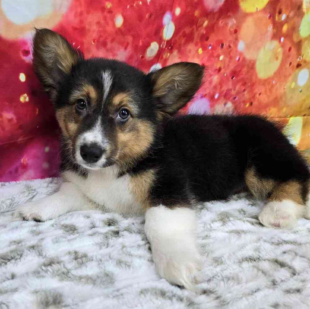 Male Pembroke Welsh Corgi Puppy for Sale in Virginia Beach, VA