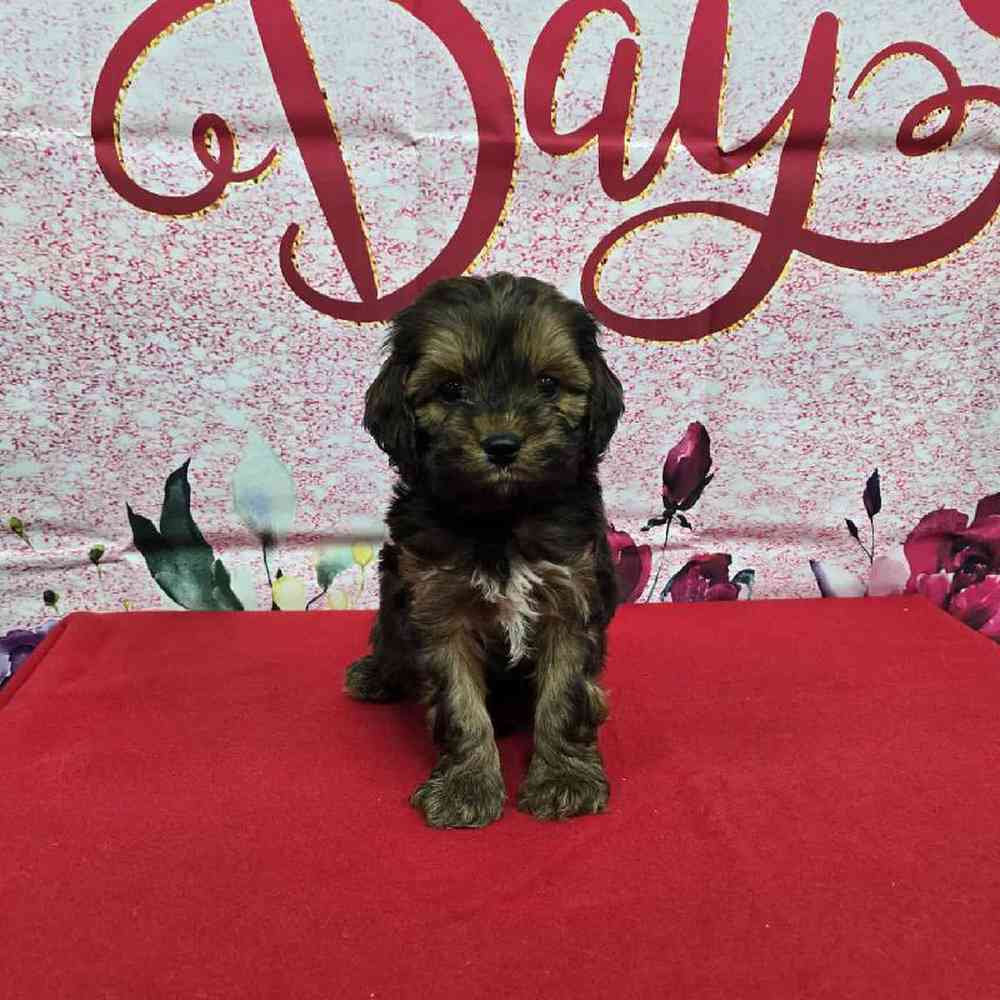 Male Cockapoo Puppy for Sale in Virginia Beach, VA