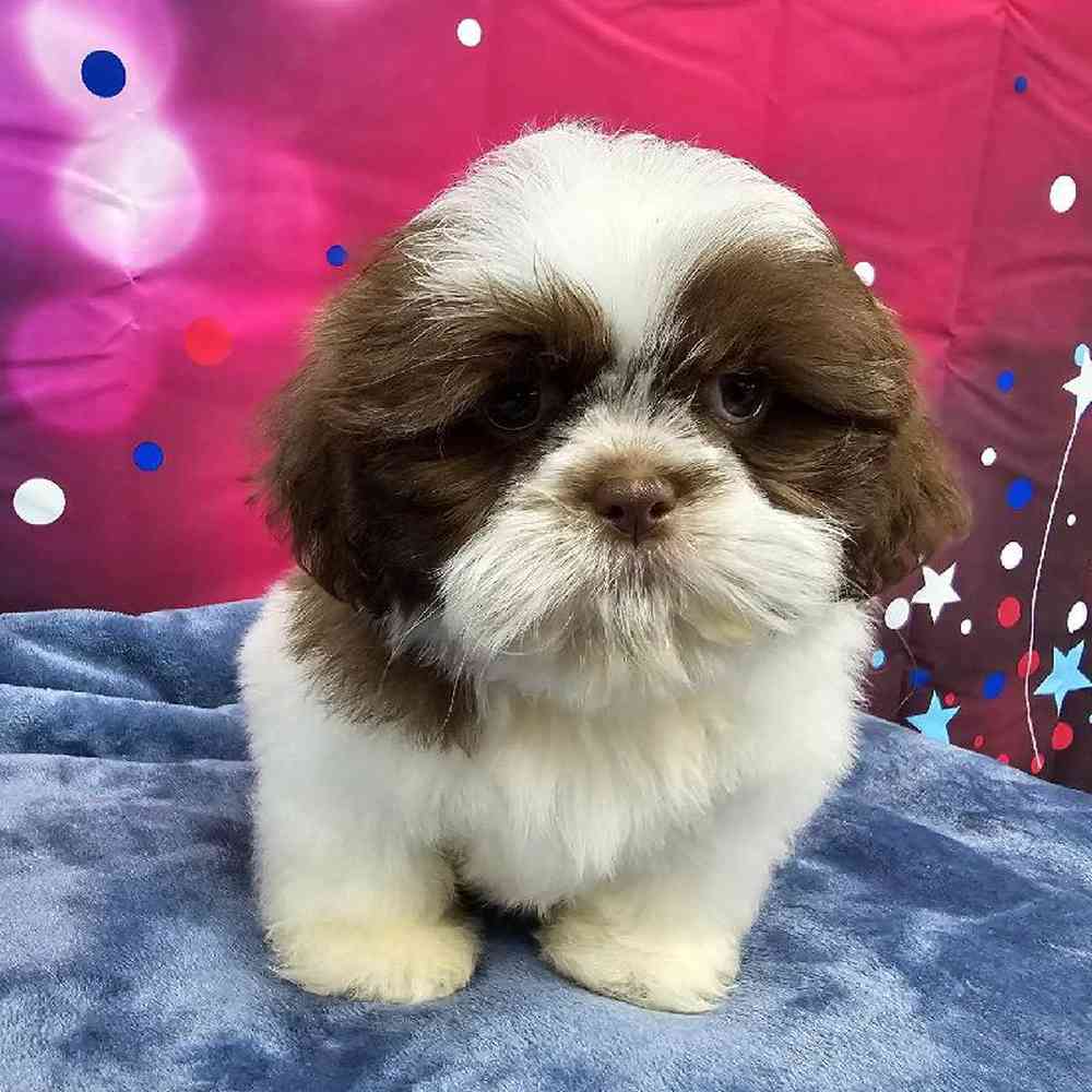 Male Shih Tzu Puppy for Sale in Virginia Beach, VA