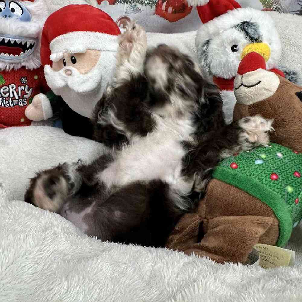 Female Cocker Spaniel Puppy for Sale in Virginia Beach, VA