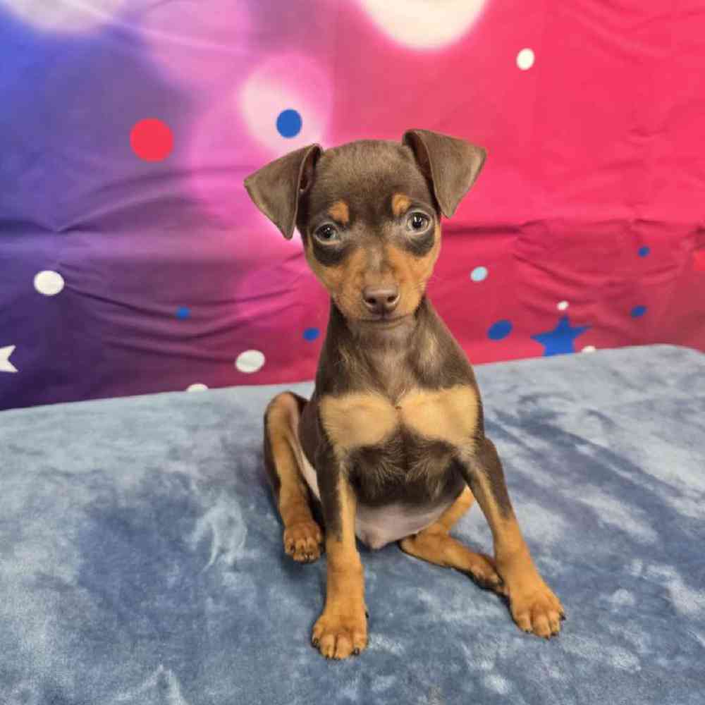 Male Min Pin Puppy for Sale in Virginia Beach, VA