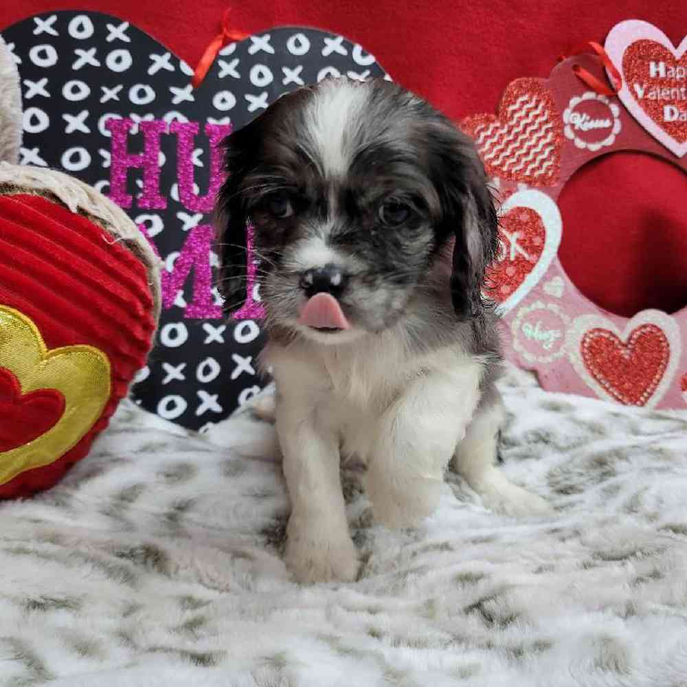 Female Cockapoo Puppy for Sale in Virginia Beach, VA