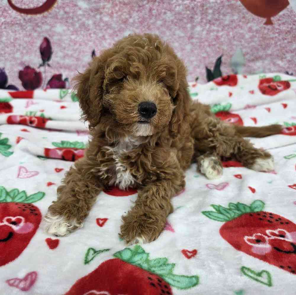 Female Mini Goldendoodle Puppy for Sale in Virginia Beach, VA