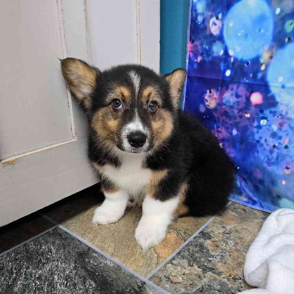 Male Pembroke Welsh Corgi Puppy for Sale in Virginia Beach, VA