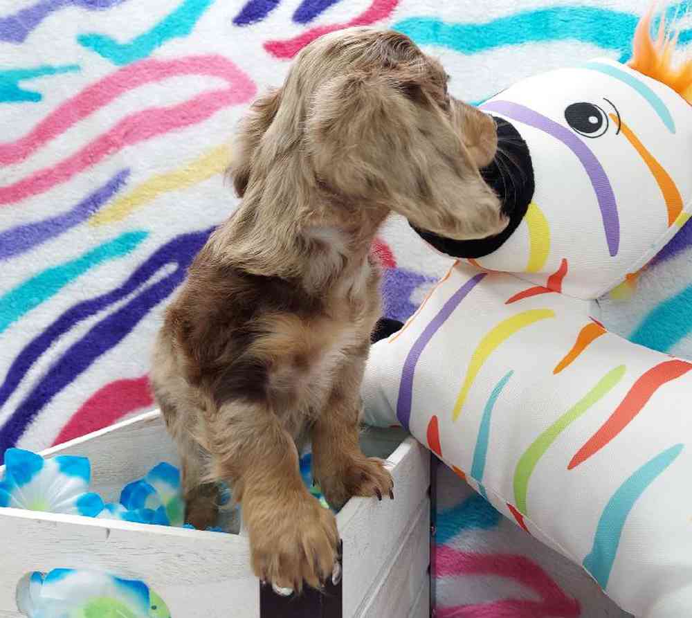 Male Dachshund Puppy for sale