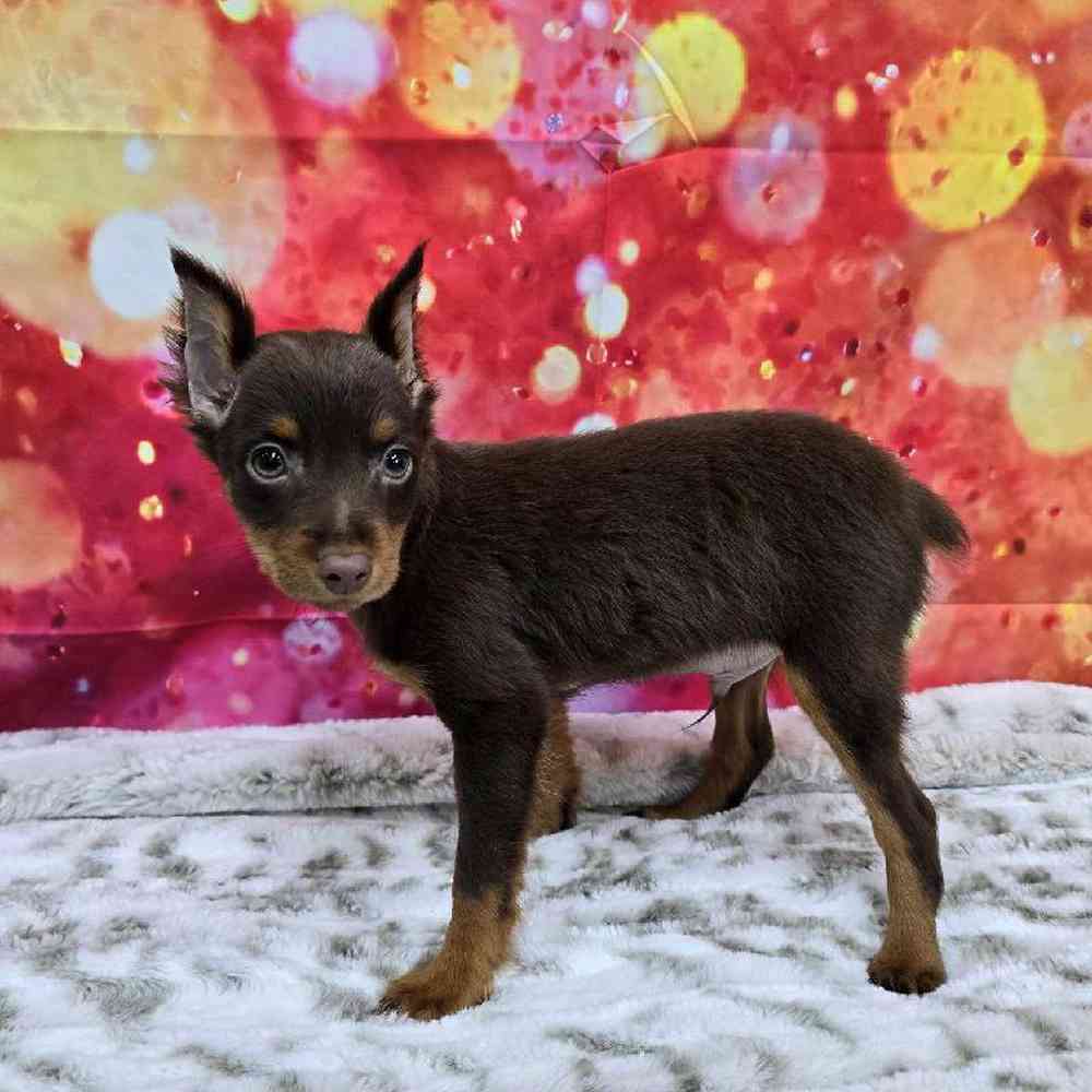 Male Min Pin Puppy for Sale in Virginia Beach, VA