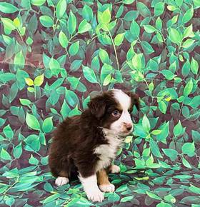 Mini Aussie