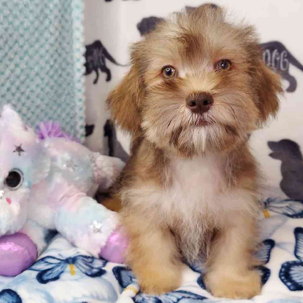 Male Shih Tzu/ Mini Schnauzer Puppy for sale