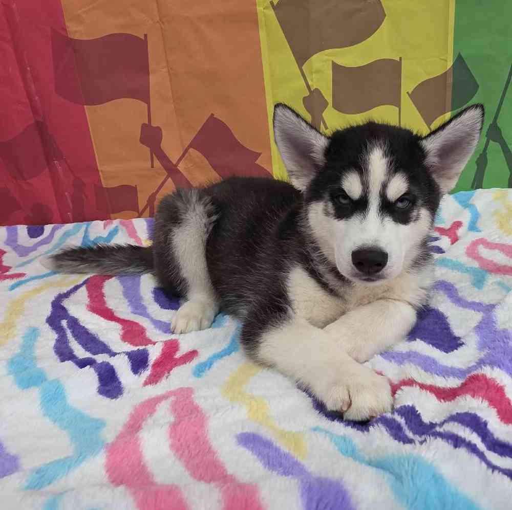 Male Siberian Husky Puppy for Sale in Virginia Beach, VA