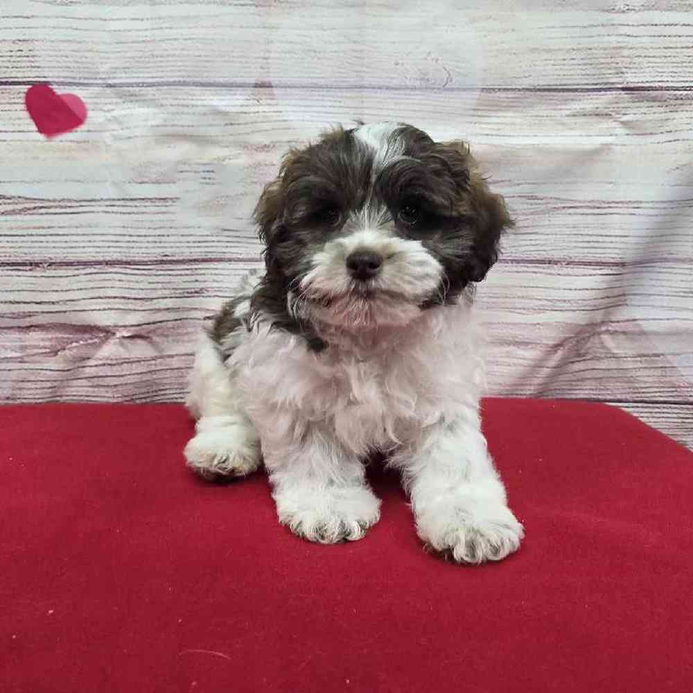 Male Shipoo Puppy for Sale in Virginia Beach, VA