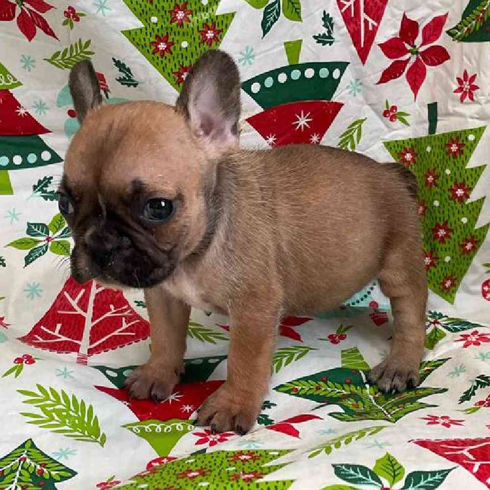 Female French Bulldog Puppy for sale