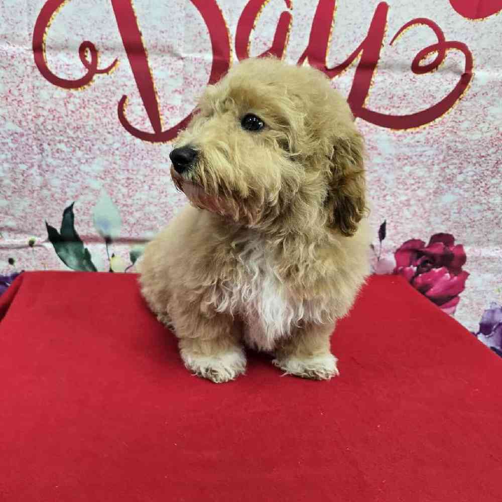 Male Bichonpoo Puppy for Sale in Virginia Beach, VA