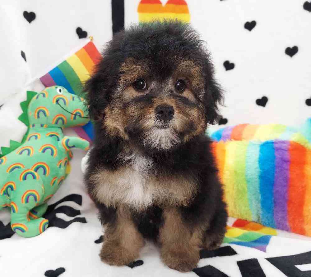 Female Morkiepoo Puppy for sale