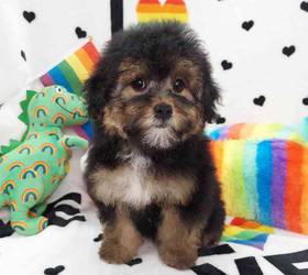 Morkiepoo