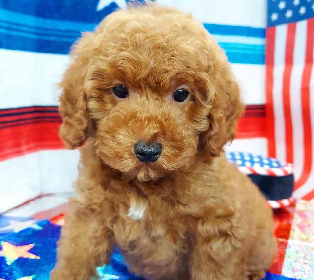 Male Mini Poodle Puppy for sale