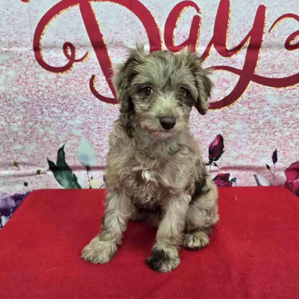 Female Havapoo Puppy for Sale in Virginia Beach, VA