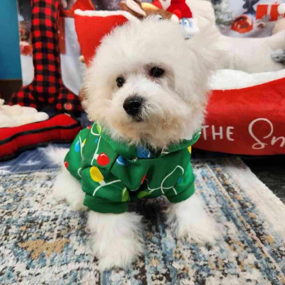 Male Bichon Puppy for Sale in Virginia Beach, VA