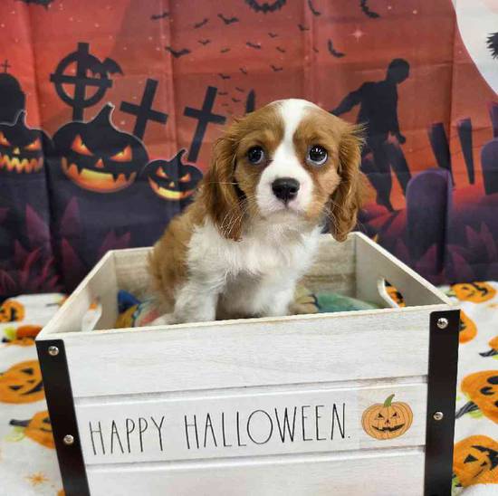 Cavalier King Charles Spaniel