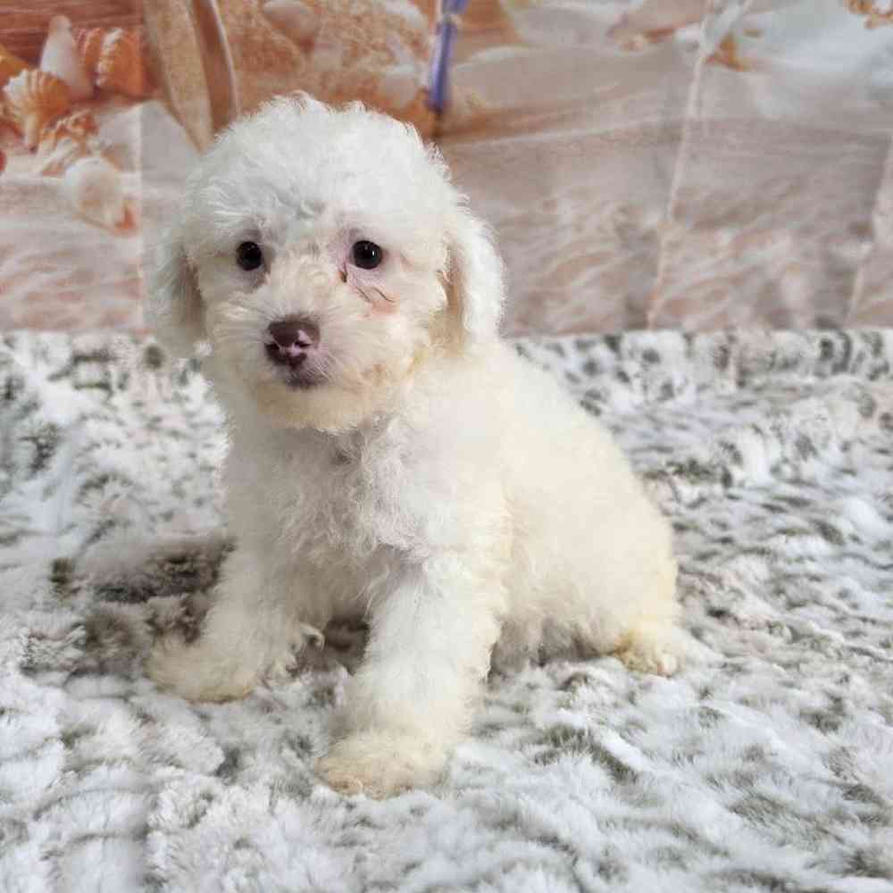 Male Poodle Toy Puppy for Sale in Virginia Beach, VA
