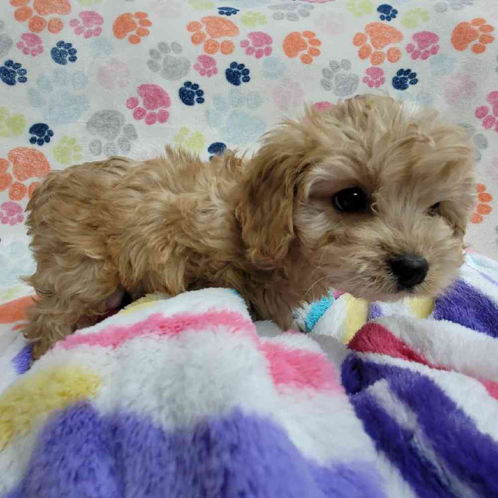 Male Cavapoo Puppy for Sale in Virginia Beach, VA