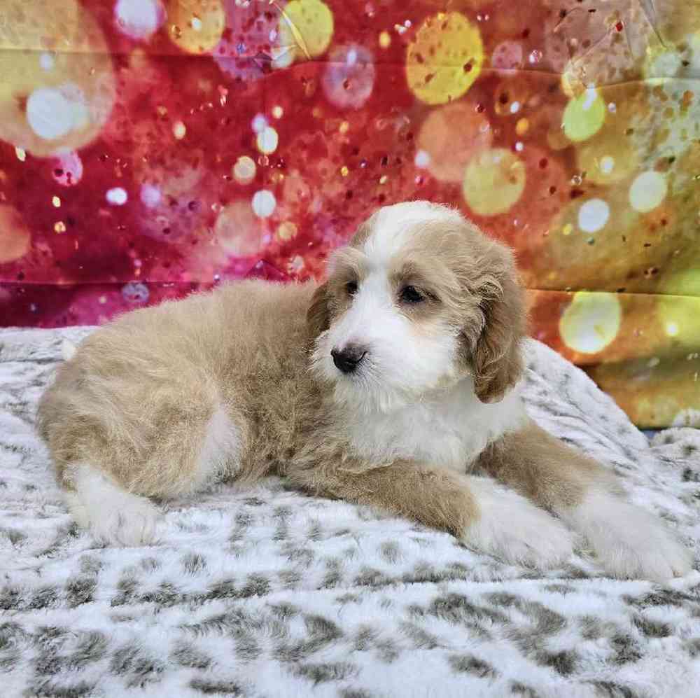 Male Mini Woodle Puppy for Sale in Virginia Beach, VA