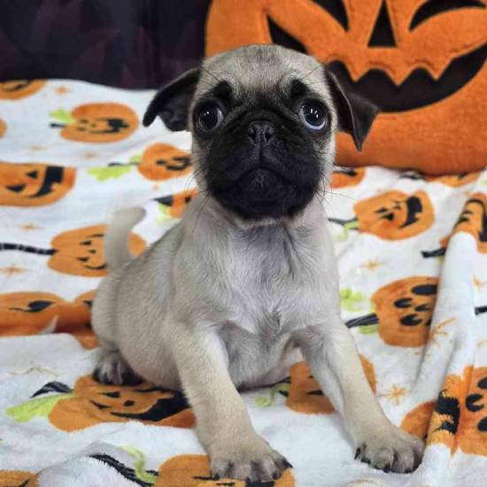 Pug