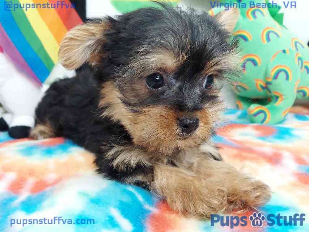 Male Yorkie Puppy for sale
