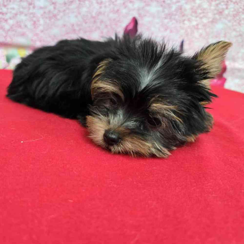 Male Yorkie Puppy for Sale in Virginia Beach, VA