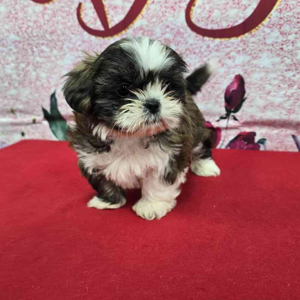 Female Shih Tzu Puppy for Sale in Virginia Beach, VA
