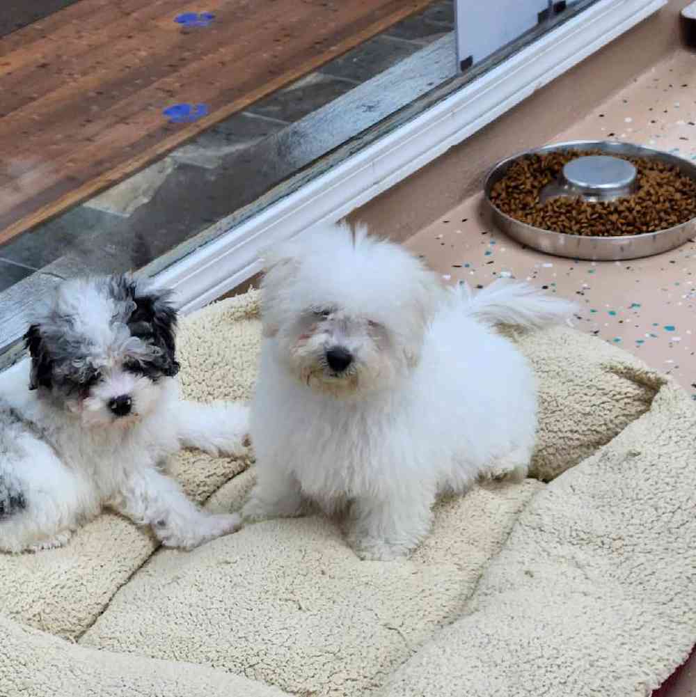 Male Bichon Puppy for Sale in Virginia Beach, VA