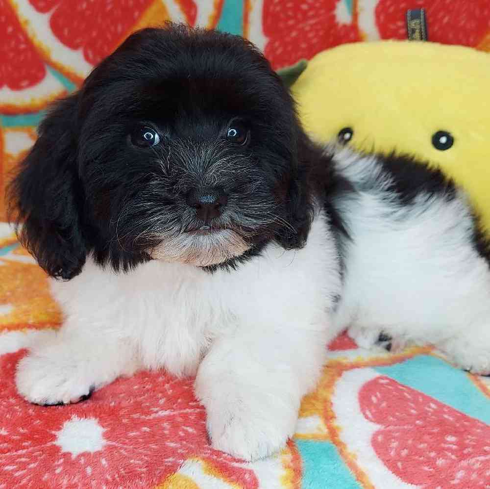 Male Havapoo Puppy for sale