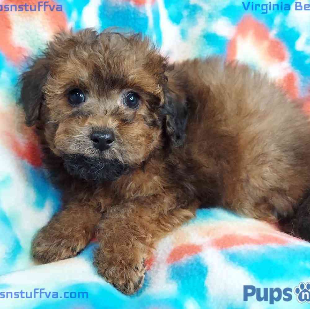Male Maltipoo Puppy for sale
